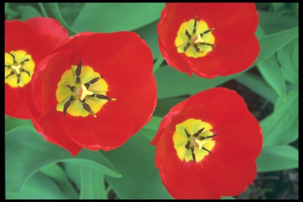 514036 Tulip A4 Photo Print