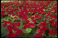 514037 Poinsettias A4 Photo Print