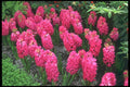 514038 Hyancinthus Orientalis Jan Box  A4 Photo Print