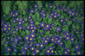 514039 Primea A4 Photo Print