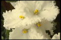 514040 African Violet Garden Hews  A4 Photo Print