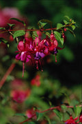 514041 Fuchsia A4 Photo Print