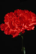 514042 Carnation A4 Photo Print