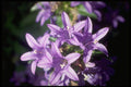 514043 Bell Flower A4 Photo Print