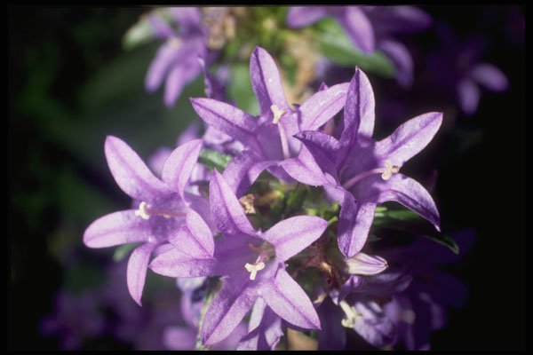 514043 Bell Flower A4 Photo Print