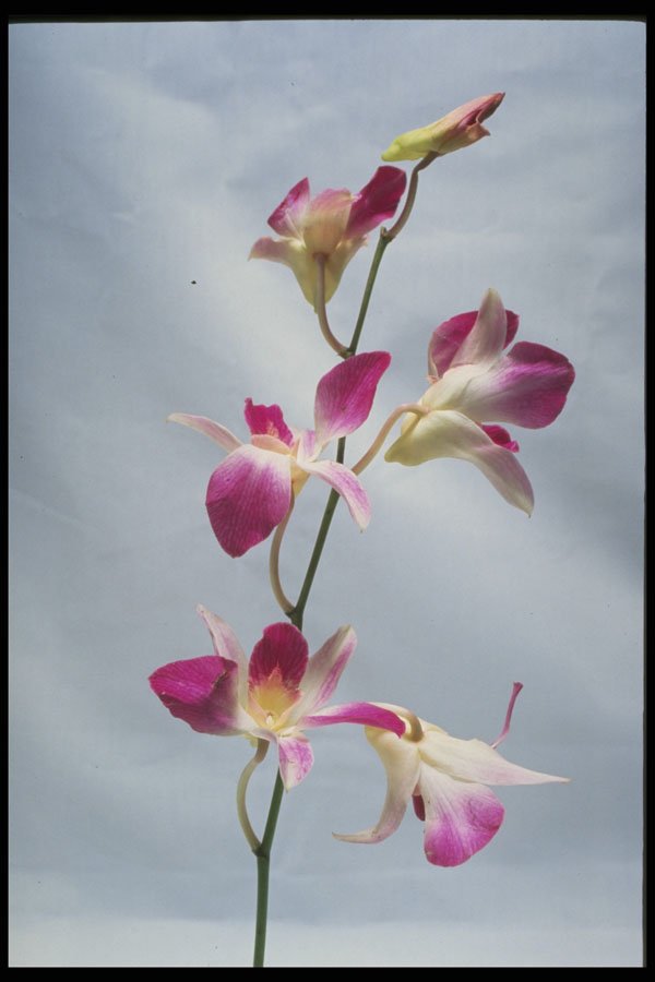 514045 Singapore Orchid A4 Photo Print