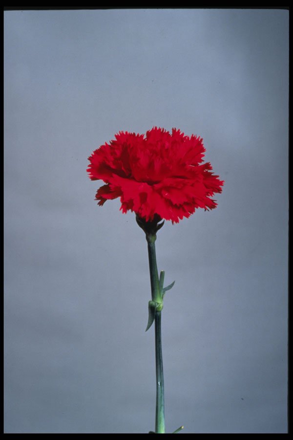 514046 Red Carnation A4 Photo Print