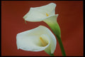 514047 Arum Lily A4 Photo Print