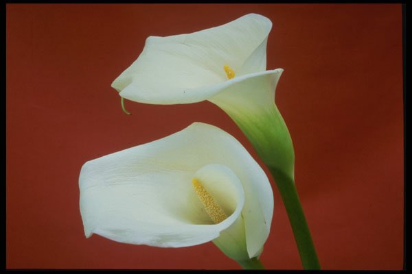 514047 Arum Lily A4 Photo Print