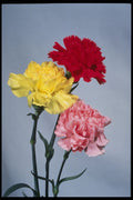 514048 Carnation Study On White A4 Photo Print