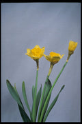 514049 Daffodils A4 Photo Print
