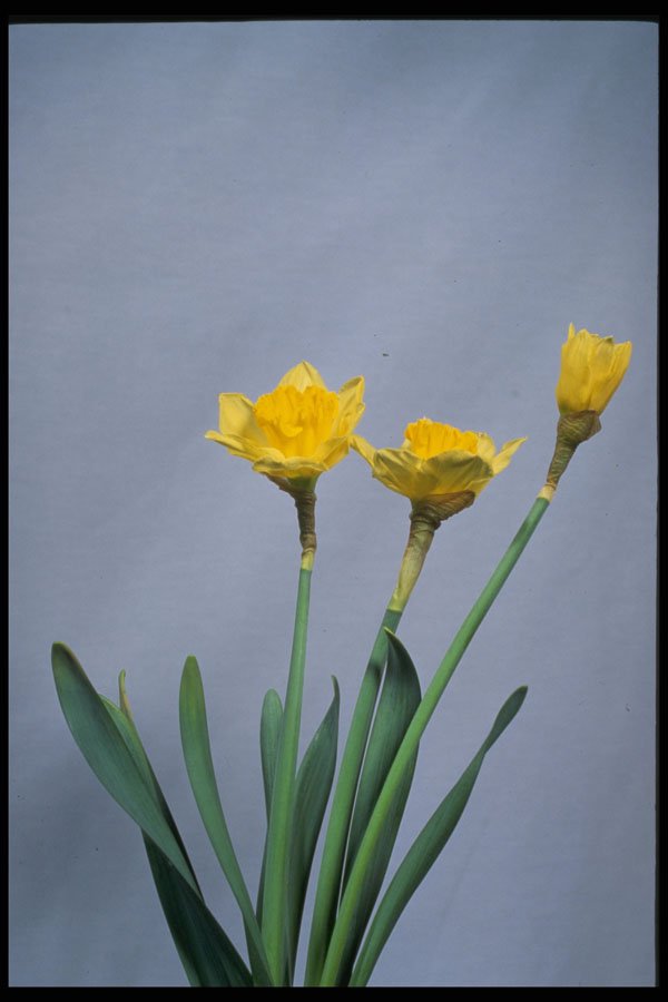 514049 Daffodils A4 Photo Print
