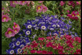 514053 Summer Colors A4 Photo Print