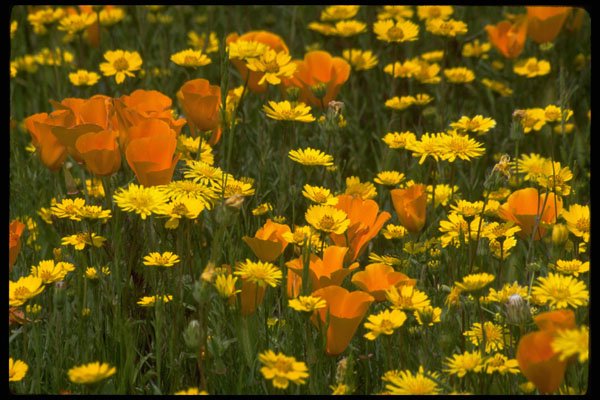 514054 California Poppies And Goldfields A4 Photo Print