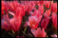 514055 Heart Delight Tulips A4 Photo Print