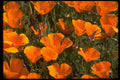 514057 Poppy Macro A4 Photo Print