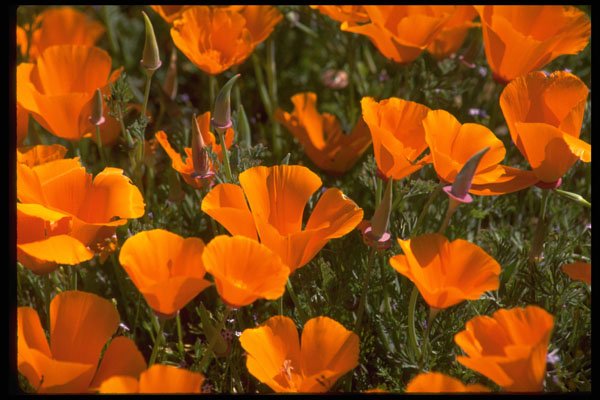 514057 Poppy Macro A4 Photo Print