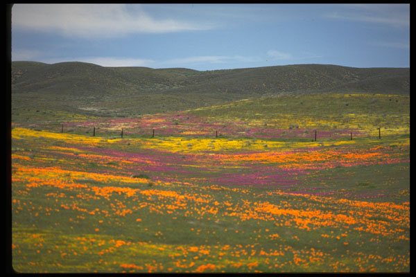 514058 Wildflower Field A4 Photo Print