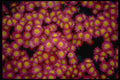 514060 Miniature Daisies A4 Photo Print