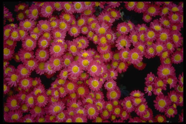 514060 Miniature Daisies A4 Photo Print