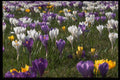 514061 Field Of Crocuses A4 Photo Print
