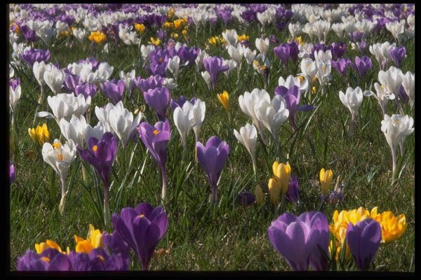 514061 Field Of Crocuses A4 Photo Print