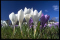 514062 Group Of Crocuses A4 Photo Print