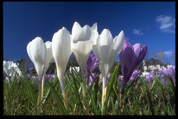 514062 Group Of Crocuses A4 Photo Print