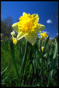 514063 Daffodil A4 Photo Print