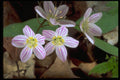 514064 Hepatica A4 Photo Print