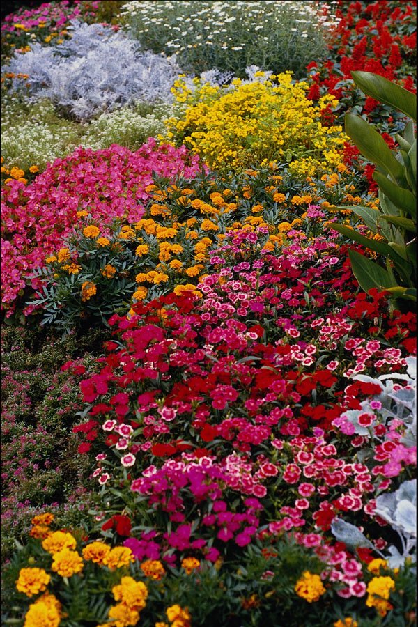 514065 Flowers A4 Photo Print