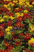 514066 Flowers A4 Photo Print