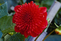 514067 Flower Close up A4 Photo Print