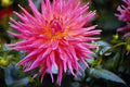 514068 Flower Close up A4 Photo Print