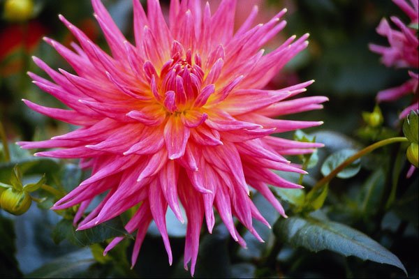 514068 Flower Close up A4 Photo Print
