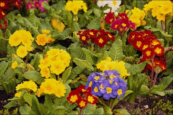514069 Flowers A4 Photo Print