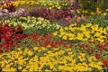 514070 Valley Garden Flowers A4 Photo Print