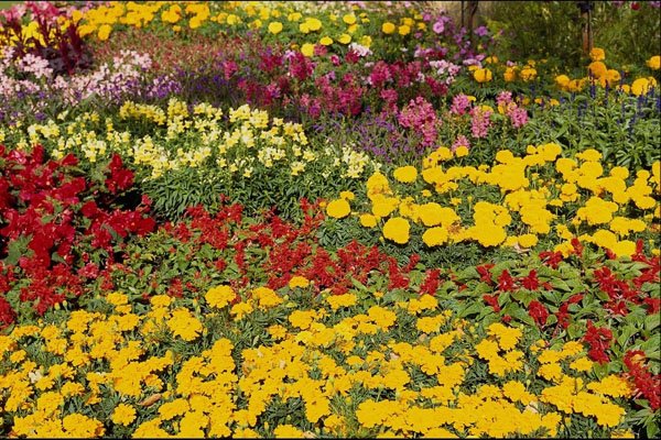 514070 Valley Garden Flowers A4 Photo Print