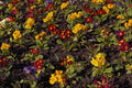 514071 Primroses A4 Photo Print