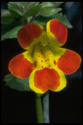 514072 Flowers A4 Photo Print