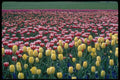 514073 Spring Blend A4 Photo Print