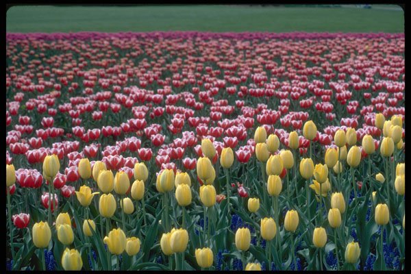 514073 Spring Blend A4 Photo Print