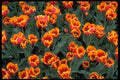 514074 Orange And Red Tulips A4 Photo Print
