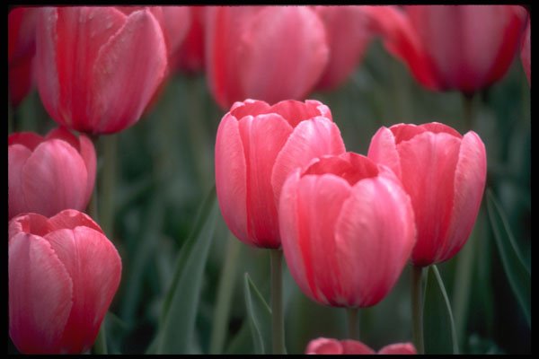514075 Pink Tulips A4 Photo Print