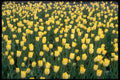 514076 Field Of Yellow Tulips A4 Photo Print