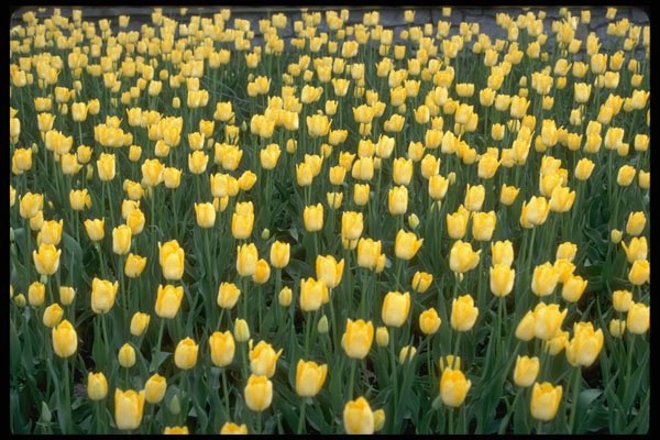 514076 Field Of Yellow Tulips A4 Photo Print