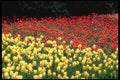 514077 Field Of Yellow And Red Tulips A4 Photo Print
