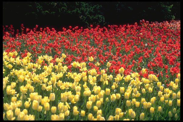 514077 Field Of Yellow And Red Tulips A4 Photo Print