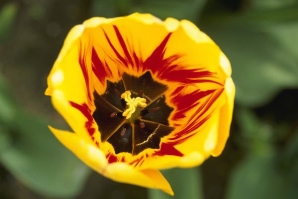 514078 Tulip A4 Photo Print