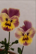 514079 Two Pansies A4 Photo Print
